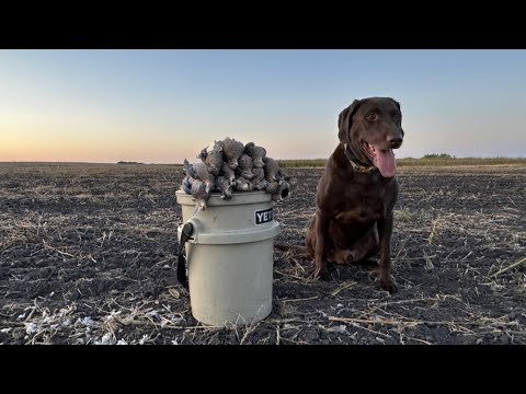 Dove Hunting With My Dog Jack!!
