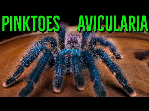 Avicularia avicularia (Guyana / common pinktoe) — chov komunálnych skupín a starostlivosť o stromového sklípkavca, na čo si dať pozor