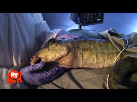 ジュラシック・スクール（2017）』スパイク救出シーン｜Movieclips（ムービークリップス (Jurassic School (2017) - Rescuing Spike Scene | Movieclips)