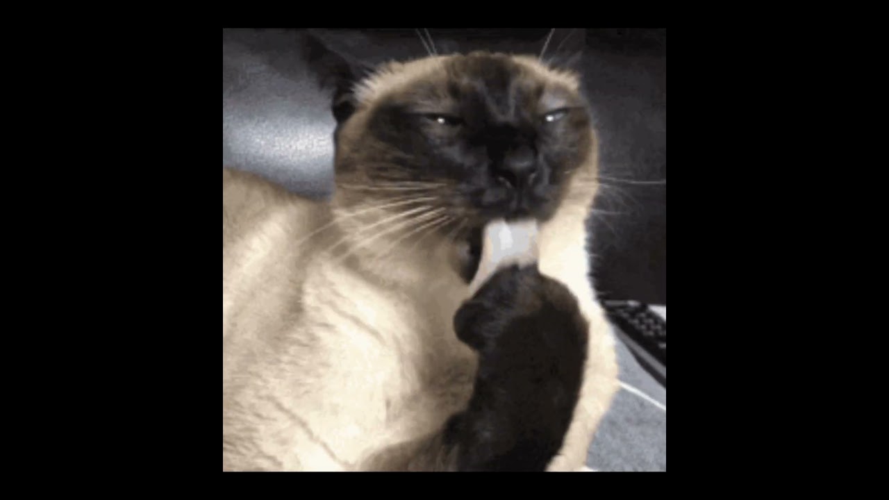 Siamese Cat GIFs (most by CAT-GIFs.com)