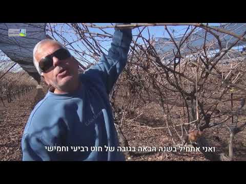 Pruning grapevines during shemitah