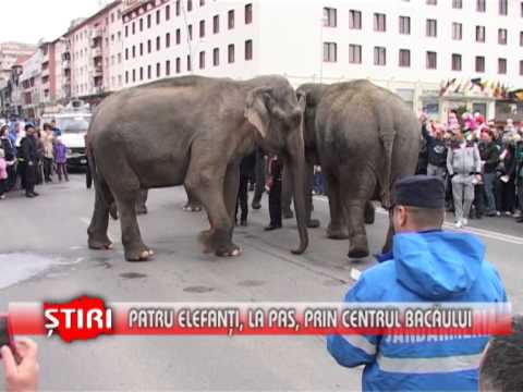Patru elefanţi, la pas, prin centrul Bacăului - www.1tvbacau.ro ( 21.04.2013 )