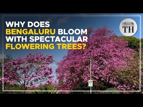 Why does Bengaluru bloom with spectacular flowering trees? | The Hindu