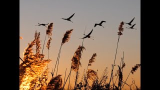 Saintes-Maries-de-la-Mer : les belles images de la parade des flamants roses