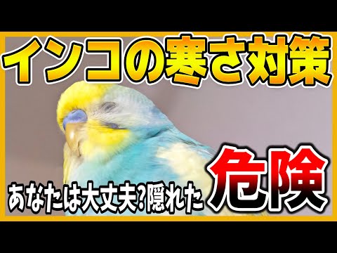 冬に鳥に与えてはいけない食べ物は何ですか？これら 7 つは絶対に避けるべきであり、命を奪う可能性があります。  庭園