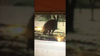 Sesame Street I Love Being A Pig