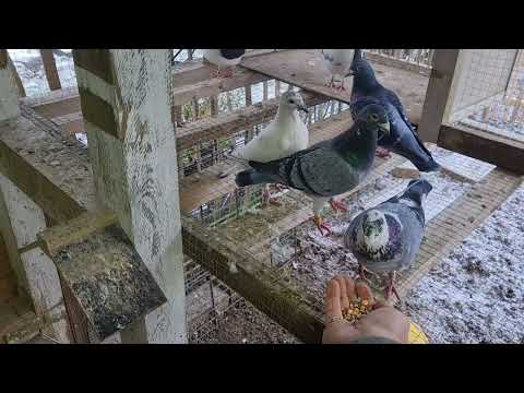 Riesen Tauben im Schlag - Umstellung auf Rassetauben