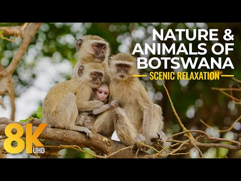 8K Amazing Wildlife & Nature of Botswana - The Life of Wild Animals in South Africa - Part 1