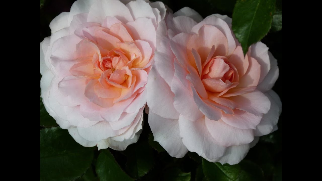 Новая форма базального побега у Шлосс Ойтин