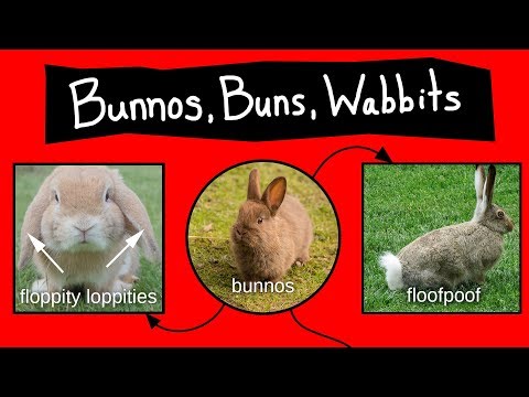 Bunnos, Buns, & Wabbits - Internet Names for Bunnies