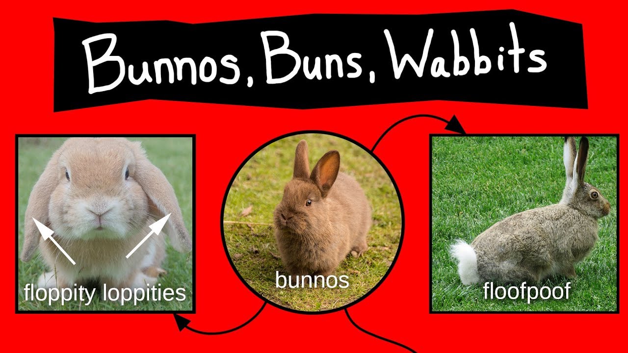 Bunnos, Buns, & Wabbits - Internet Names for Bunnies