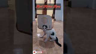 Download lagu TIKTOK VIRAL, Ini Baru Namanya Kucing Kerasukan Reog 🤣😁 mp3