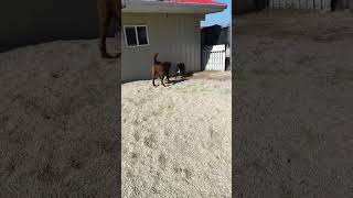 Video preview image #1 Chocolate Labrador retriever-Unknown Mix Puppy For Sale in Stover, MO, USA