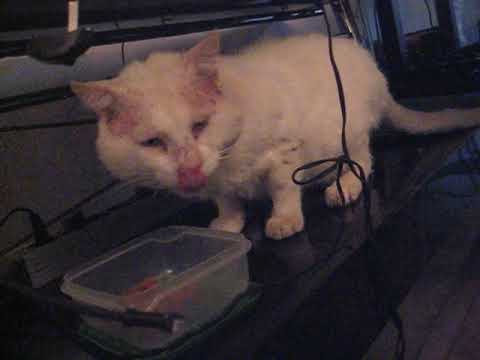 Socrates II - my Guatiza street cat friend.