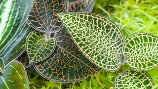 Episode 45 Success with Jewel Orchids