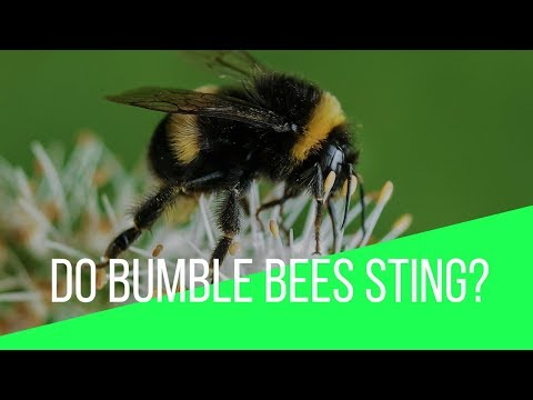 Bubble bee eco majestic