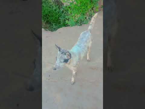 These dogs are very intelligent/#faqiraseels #dogshorts #shortvideo #aseel #pigeon #kabootar