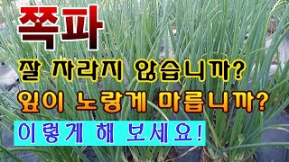 [텃밭농부. 1,280]  쪽파가 잘 자라지 않습니까? 잎이 노랗게 마릅니까? 이렇게 해 주세요. #쪽파재배