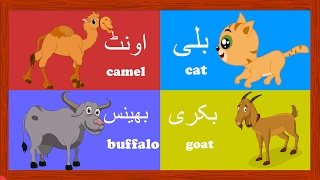 Learn Animal Names in Urdu and More  جانور ک