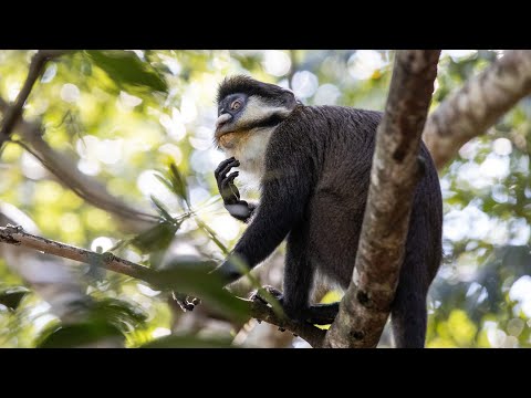 Indigenous People and forest conservation in Democratic Republic of the Congo