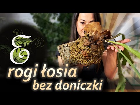 Rogi łosia, uprawa bez doniczki. Płaskla na ścianie. Kokedama. Egzotycznie Urban Jungle.