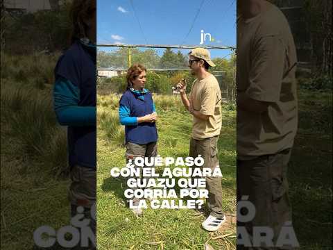 ¿Cómo está el AGUARÁ GUAZÚ que corría por las calles en Córdoba?