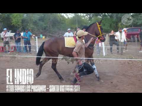 FLIKA FANTÁSTIC VS NIÑO DE ORO VS REY DE PAPI VS EL INDIO