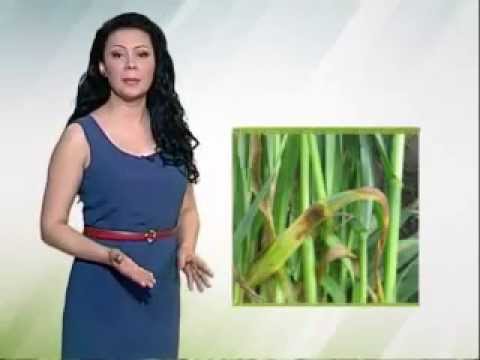 Zelena prognoza 6.4.2015. - Stanje u usevima pšenice