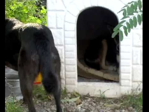 Cani savignano irpino