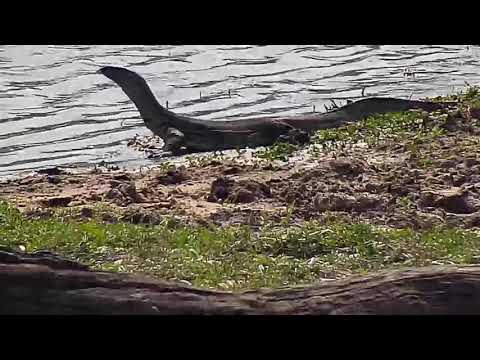 Djuma: Water Monitor Lizard and Blacksmith Lapwing - 09:00 - 10/20/20