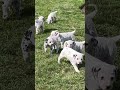 Dalmatian dogs for sale: Tyler Blue Eyed❤️AKC Hip Cert Dad❤️Call or Text 717-716-6440 - Video 2
