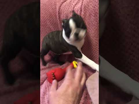 Perros Terrier de Boston en venta