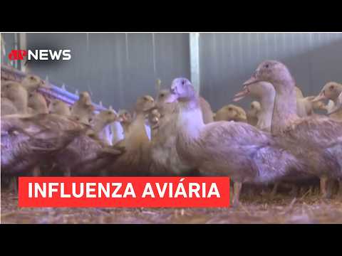 São Paulo confirma primeiro caso de gripe aviária em ave silvestre em 2026