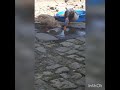 Saxony Duck
