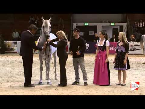 2nd Place N.90 MARJAN ALBIDAYER - Wels 2015 - Int. Sr Stallions Championship (Class 24)