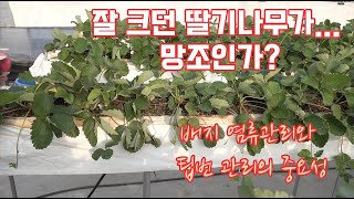 잘 키운 딸기 팁번으로 망하게 생겼네!!! 칼슘제 사용해도 팁번이 계속있다??? 그럼 이걸 의심하세요