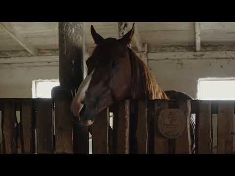 Horse Stable - Free Copyright Video 4K