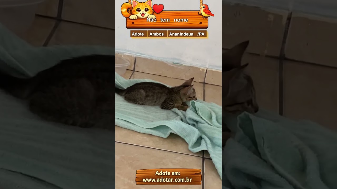 Gato raça SRD-ViraLata idade Abaixo de 2 meses nome Não tem nome 