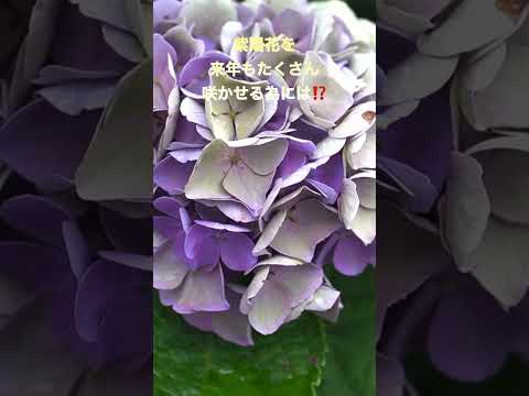 夏の間ずっとたくさんの花を咲かせるために、やってはいけないアジサイの手入れの7つの間違い  庭園