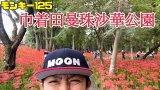 【モトブログ】真っ赤に染まる巾着田曼珠沙華公園【彼岸花】【モンキー125】【ツーリング】【日高市】【埼玉】 【vlog】#monkey125 #touring