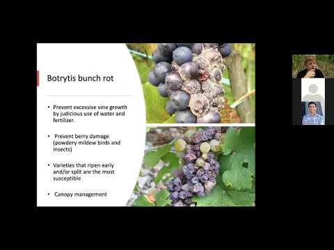 Control Methods of Diseases in MI Vineyards 21