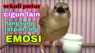 Download lagu pancingan ciblek gunung ngentrok ngebrem bikin cigun lain terpancing emosi mp3