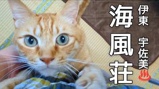 最高のひとり旅 | 宇佐美温泉【海風荘】の猫スタッフと美食に癒される