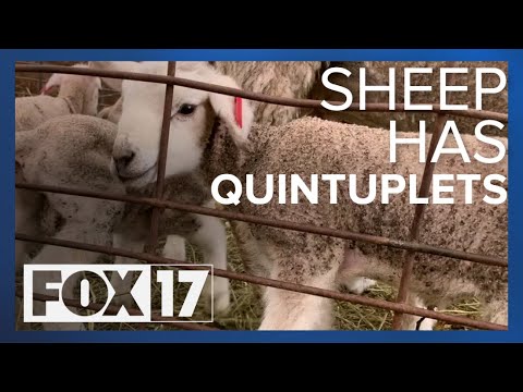Sheep gives birth to quintuplets