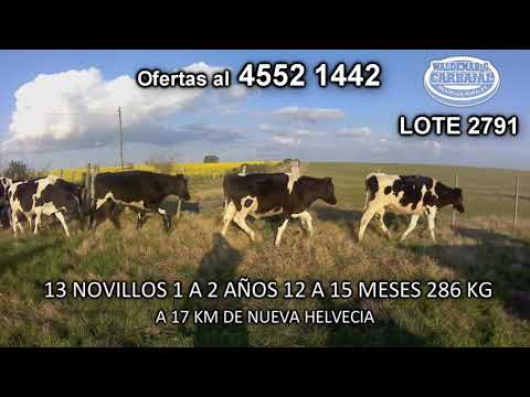 Lote 13 Novillos 1 a 2 años 11 HO- 2 HO c/ NO 286 Kgkg -  en Cufre- A 17 Km de Nueva Helvecia