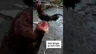Download lagu Untuk para Ayam jomblo #shorts #short #love #ayam #lucu mp3 Download lagu Untuk para Ayam jomblo #shorts #short #love #ayam #lucu mp3