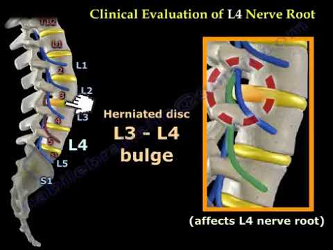 Neurological Examination Spinal Cord.