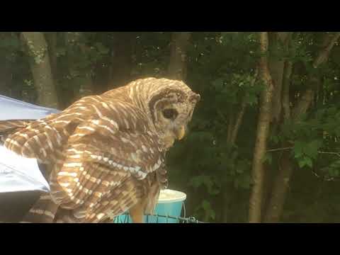 Barred Owl named Deebo attacks pet bird