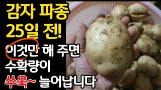 감자 파종 25일 전! 이것만 해주면 수확량이 쑤욱~ 늘어납니다