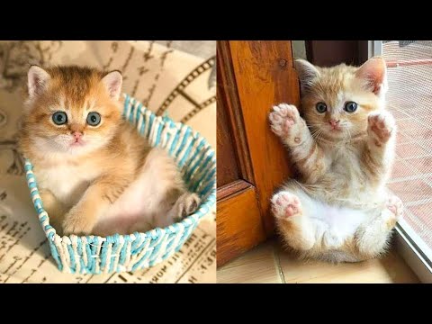 Best Funny Animal Videos Of The 2022 🤣 - Funniest Cats And Dogs Videos #shorts #cat #video